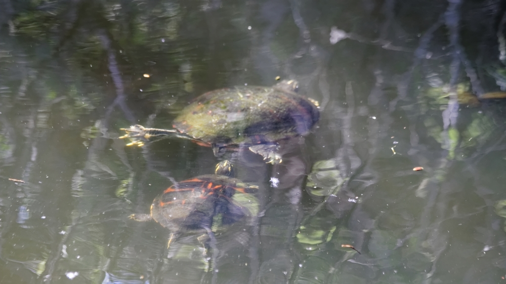 02 - Everglade NP (58).jpg